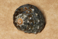 Lunella correensis