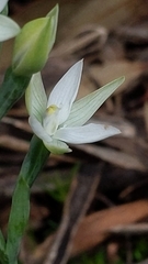 Thelymitra albiflora