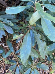 Rhododendron maximum