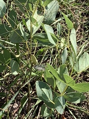 Baptisia sphaerocarpa