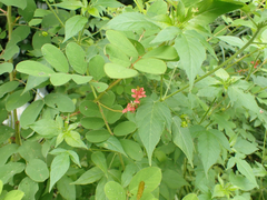 Indigofera hirsuta