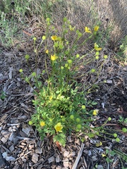Ranunculus lappaceus
