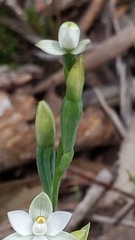 Thelymitra albiflora