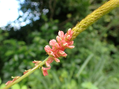 Indigofera hirsuta