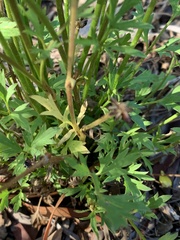 Ranunculus lappaceus