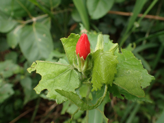Malvaviscus arboreus