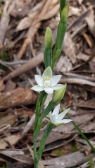 Thelymitra albiflora