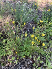 Ranunculus lappaceus
