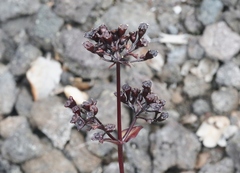 Kadua centranthoides