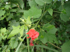 Malvaviscus arboreus