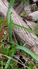 Thelymitra albiflora