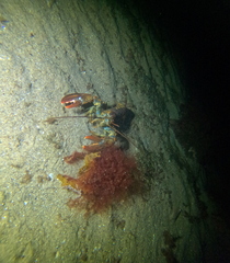 Homarus americanus