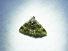 Metalectra diabolica