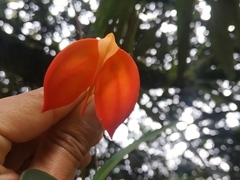 Masdevallia ignea