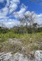 Andropogon virginicus