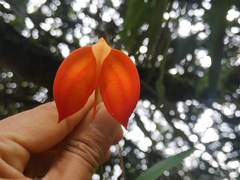 Masdevallia ignea