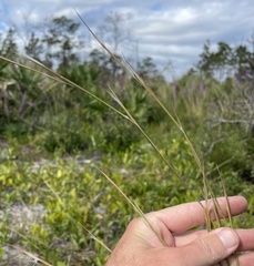 Andropogon virginicus
