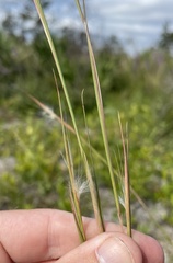 Andropogon virginicus