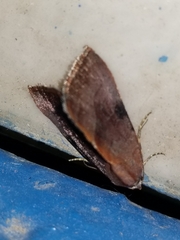 Galgula partita