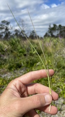 Andropogon virginicus