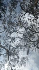 Thelymitra albiflora