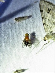 Paraterellia superba
