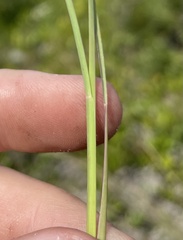 Andropogon virginicus
