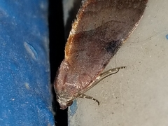 Galgula partita