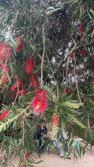 Melaleuca viminalis