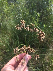 Scirpus pendulus