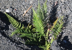 Pityrogramma austroamericana