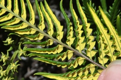 Pityrogramma austroamericana