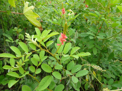 Indigofera miniata