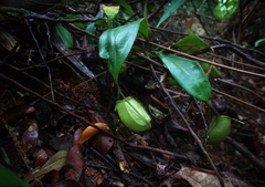 Nepenthes ampullaria