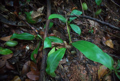 Nepenthes ampullaria