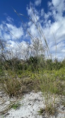 Andropogon virginicus