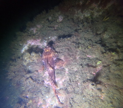 Myoxocephalus scorpius