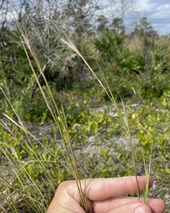 Andropogon virginicus
