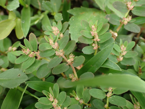 Euphorbia thymifolia