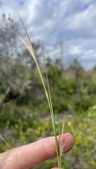 Andropogon virginicus