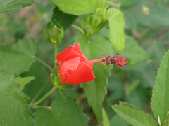 Malvaviscus arboreus