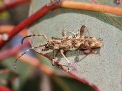 Pempsamacra dispersa