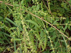 Hyptis verticillata