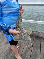 Platycephalus fuscus