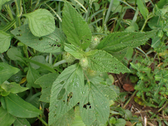 Acalypha alopecuroidea