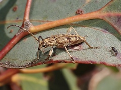 Pempsamacra dispersa