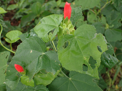 Malvaviscus arboreus