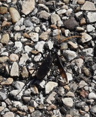 Gnamptopelta obsidianator