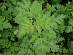Parthenium hysterophorus