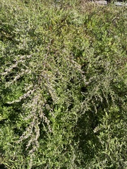 Artemisia indica